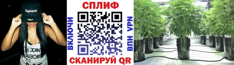 Бошки марихуана конопля Люберцы